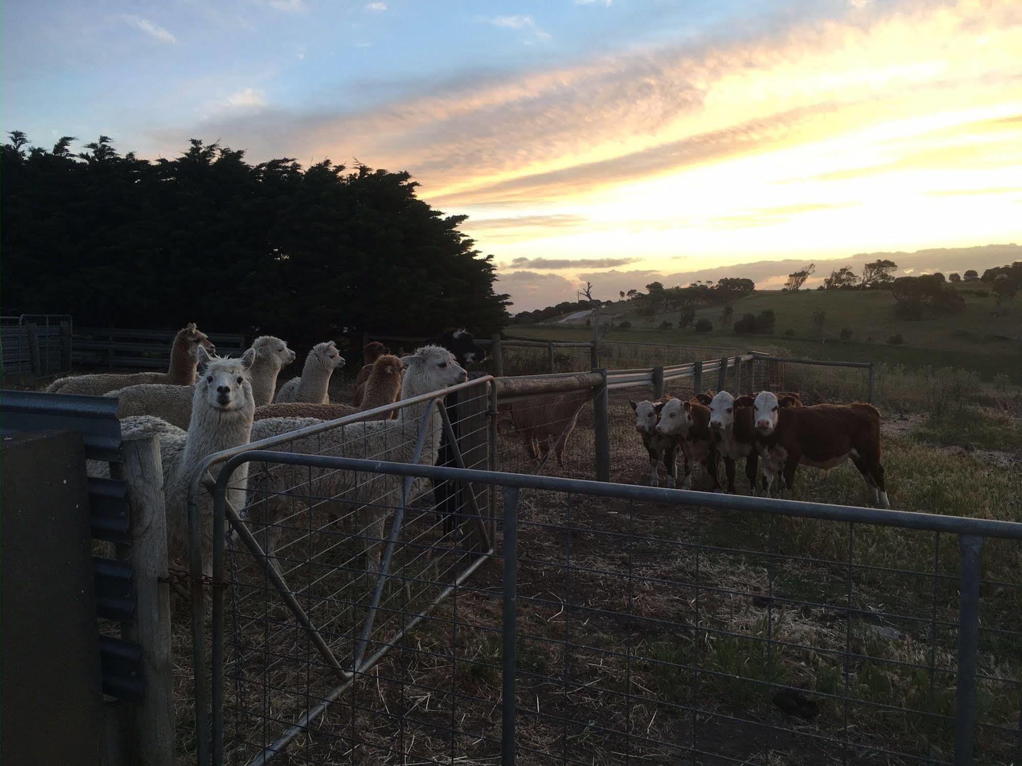 Morella Farmstay Cape Jervis Exterior photo
